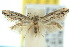  ( - 10ANIC-04467)  @13 [ ] CreativeCommons - Attribution (2010) CBG Photography Group Centre for Biodiversity Genomics
