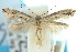  (Elachista gladiatrix - 10ANIC-04487)  @13 [ ] CreativeCommons - Attribution (2010) CBG Photography Group Centre for Biodiversity Genomics