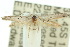  (Elachista carcharota - 10ANIC-04490)  @13 [ ] CreativeCommons - Attribution (2010) CBG Photography Group Centre for Biodiversity Genomics