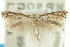  (Elachista floccella - 10ANIC-04491)  @13 [ ] CreativeCommons - Attribution (2010) CBG Photography Group Centre for Biodiversity Genomics