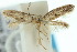  ( - 10ANIC-04499)  @12 [ ] CreativeCommons - Attribution (2010) CBG Photography Group Centre for Biodiversity Genomics