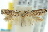  ( - 10ANIC-04501)  @13 [ ] CreativeCommons - Attribution (2010) CBG Photography Group Centre for Biodiversity Genomics
