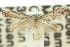 ( - 10ANIC-04506)  @11 [ ] CreativeCommons - Attribution (2010) CBG Photography Group Centre for Biodiversity Genomics