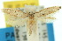  (Elachista opima - 10ANIC-04523)  @14 [ ] CreativeCommons - Attribution (2010) CBG Photography Group Centre for Biodiversity Genomics
