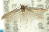  (Elachista corbicula - 10ANIC-04526)  @13 [ ] CreativeCommons - Attribution (2010) CBG Photography Group Centre for Biodiversity Genomics