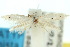  ( - 10ANIC-04533)  @11 [ ] CreativeCommons - Attribution (2010) CBG Photography Group Centre for Biodiversity Genomics