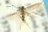  ( - 10ANIC-04545)  @11 [ ] CreativeCommons - Attribution (2010) CBG Photography Group Centre for Biodiversity Genomics