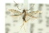  ( - 10ANIC-04546)  @11 [ ] CreativeCommons - Attribution (2010) CBG Photography Group Centre for Biodiversity Genomics