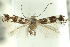  (Elachista elaphria - 10ANIC-04552)  @14 [ ] CreativeCommons - Attribution (2010) CBG Photography Group Centre for Biodiversity Genomics