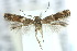  (Elachista delira - 10ANIC-04657)  @13 [ ] CreativeCommons - Attribution (2010) CBG Photography Group Centre for Biodiversity Genomics