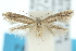  ( - 10ANIC-04660)  @13 [ ] CreativeCommons - Attribution (2010) CBG Photography Group Centre for Biodiversity Genomics