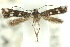  ( - 10ANIC-04663)  @13 [ ] CreativeCommons - Attribution (2010) CBG Photography Group Centre for Biodiversity Genomics