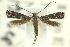  (Elachista patersoniae - 10ANIC-04664)  @13 [ ] CreativeCommons - Attribution (2010) CBG Photography Group Centre for Biodiversity Genomics
