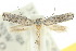  (Elachista eriodes - 10ANIC-04671)  @14 [ ] CreativeCommons - Attribution (2010) CBG Photography Group Centre for Biodiversity Genomics