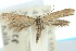  (Elachista gerasmia - 10ANIC-04672)  @14 [ ] CreativeCommons - Attribution (2010) CBG Photography Group Centre for Biodiversity Genomics
