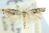  (Elachista ophelma - 10ANIC-04691)  @13 [ ] CreativeCommons - Attribution (2010) CBG Photography Group Centre for Biodiversity Genomics