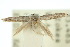  (Elachista patania - 10ANIC-04695)  @13 [ ] CreativeCommons - Attribution (2010) CBG Photography Group Centre for Biodiversity Genomics