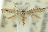  (Elachista mundula - 10ANIC-04701)  @13 [ ] CreativeCommons - Attribution (2010) CBG Photography Group Centre for Biodiversity Genomics