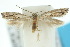  (Elachista etorella - 10ANIC-04704)  @15 [ ] CreativeCommons - Attribution (2010) CBG Photography Group Centre for Biodiversity Genomics
