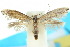  (Elachista faberella - 10ANIC-04705)  @15 [ ] CreativeCommons - Attribution (2010) CBG Photography Group Centre for Biodiversity Genomics