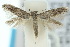  (Elachista paryphoea - 10ANIC-04719)  @15 [ ] CreativeCommons - Attribution (2010) CBG Photography Group Centre for Biodiversity Genomics