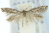  (Elachista paragauda - 10ANIC-04723)  @15 [ ] CreativeCommons - Attribution (2010) CBG Photography Group Centre for Biodiversity Genomics