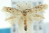  ( - 10ANIC-04741)  @13 [ ] CreativeCommons - Attribution (2010) CBG Photography Group Centre for Biodiversity Genomics
