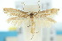  (Elachista flavicilia - 10ANIC-04744)  @13 [ ] CreativeCommons - Attribution (2010) CBG Photography Group Centre for Biodiversity Genomics