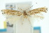  ( - 10ANIC-04746)  @12 [ ] CreativeCommons - Attribution (2010) CBG Photography Group Centre for Biodiversity Genomics