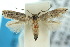  ( - 10ANIC-04751)  @13 [ ] CreativeCommons - Attribution (2010) CBG Photography Group Centre for Biodiversity Genomics