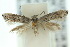  (Elachista illota - 10ANIC-04752)  @13 [ ] CreativeCommons - Attribution (2010) CBG Photography Group Centre for Biodiversity Genomics