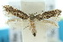  ( - 10ANIC-04759)  @13 [ ] CreativeCommons - Attribution (2010) CBG Photography Group Centre for Biodiversity Genomics