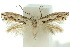  (Elachista ruscella - 10ANIC-04761)  @14 [ ] CreativeCommons - Attribution (2010) CBG Photography Group Centre for Biodiversity Genomics