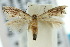  ( - 10ANIC-04762)  @14 [ ] CreativeCommons - Attribution (2010) CBG Photography Group Centre for Biodiversity Genomics