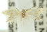  (Elachista ictera - 10ANIC-04771)  @13 [ ] CreativeCommons - Attribution (2010) CBG Photography Group Centre for Biodiversity Genomics