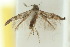  (Elachista habrella - 10ANIC-04781)  @13 [ ] CreativeCommons - Attribution (2010) CBG Photography Group Centre for Biodiversity Genomics