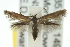  ( - 10ANIC-04811)  @13 [ ] CreativeCommons - Attribution (2010) CBG Photography Group Centre for Biodiversity Genomics