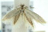  ( - 10ANIC-04822)  @13 [ ] CreativeCommons - Attribution (2010) CBG Photography Group Centre for Biodiversity Genomics