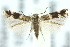  ( - 10ANIC-04832)  @11 [ ] CreativeCommons - Attribution (2010) CBG Photography Group Centre for Biodiversity Genomics