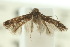  (Elachista aurita - 10ANIC-04844)  @11 [ ] CreativeCommons - Attribution (2010) CBG Photography Group Centre for Biodiversity Genomics