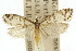  ( - 10ANIC-04916)  @11 [ ] CreativeCommons - Attribution (2010) CBG Photography Group Centre for Biodiversity Genomics