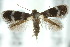  ( - 10ANIC-04947)  @14 [ ] CreativeCommons - Attribution (2010) CBG Photography Group Centre for Biodiversity Genomics