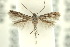  (Elachista levipes - 10ANIC-04955)  @13 [ ] CreativeCommons - Attribution (2010) CBG Photography Group Centre for Biodiversity Genomics