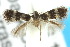  ( - 10ANIC-04959)  @13 [ ] CreativeCommons - Attribution (2010) CBG Photography Group Centre for Biodiversity Genomics