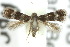 ( - 10ANIC-04960)  @13 [ ] CreativeCommons - Attribution (2010) CBG Photography Group Centre for Biodiversity Genomics