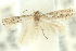  (Elachista sp. ANICLK4 - 10ANIC-04971)  @13 [ ] CreativeCommons - Attribution (2010) CBG Photography Group Centre for Biodiversity Genomics