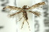  ( - 10ANIC-04973)  @13 [ ] CreativeCommons - Attribution (2010) CBG Photography Group Centre for Biodiversity Genomics