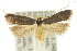  ( - 10ANIC-05016)  @15 [ ] CreativeCommons - Attribution (2010) CBG Photography Group Centre for Biodiversity Genomics