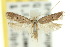  ( - 10ANIC-05017)  @11 [ ] CreativeCommons - Attribution (2010) CBG Photography Group Centre for Biodiversity Genomics