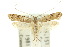  (Lecithocera sobria - 10ANIC-05026)  @13 [ ] CreativeCommons - Attribution (2010) CBG Photography Group Centre for Biodiversity Genomics